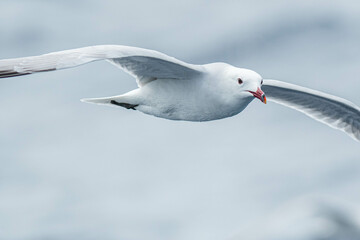 An Audouin's gull (Ichthyaetus audouinii) flying over the Mediterranean sea