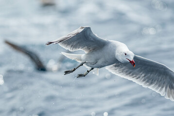 An Audouin's gull (Ichthyaetus audouinii) flying over the Mediterranean sea