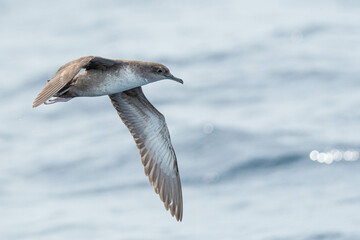 A balearic shearwater (Puffinus mauretanicus) flying in in the Mediterranean Sea and diving to get fish
