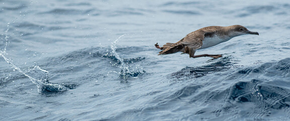 Fototapeta premium A balearic shearwater (Puffinus mauretanicus) flying in in the Mediterranean Sea and diving to get fish