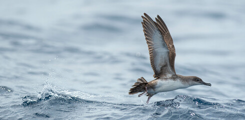 A balearic shearwater (Puffinus mauretanicus) flying in in the Mediterranean Sea and diving to get fish