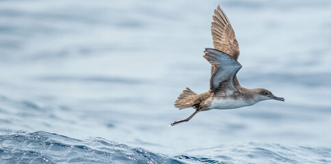 A balearic shearwater (Puffinus mauretanicus) flying in in the Mediterranean Sea and diving to get fish