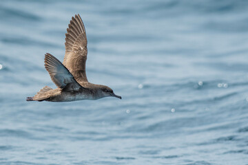A balearic shearwater (Puffinus mauretanicus) flying in in the Mediterranean Sea and diving to get fish