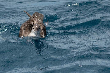 Fototapeta premium A balearic shearwater (Puffinus mauretanicus) flying in in the Mediterranean Sea and diving to get fish
