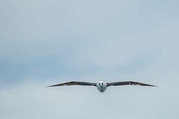 A northern gannet (Morus bassanus) flying over the Mediterranean sea, catching fish.