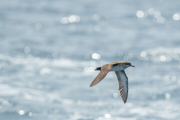 A balearic shearwater (Puffinus mauretanicus) flying in in the Mediterranean Sea and diving to get fish