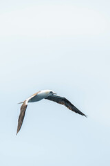 A northern gannet (Morus bassanus) flying over the Mediterranean sea, catching fish.