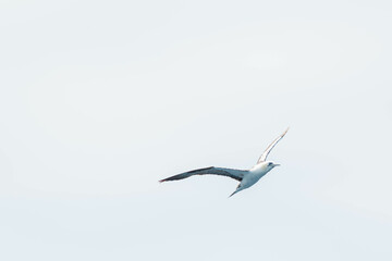 A northern gannet (Morus bassanus) flying over the Mediterranean sea, catching fish.