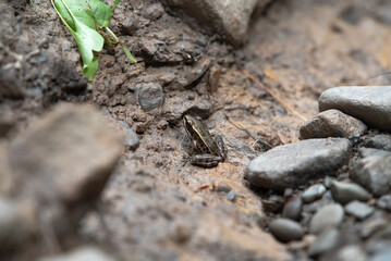 Pickerel Frog