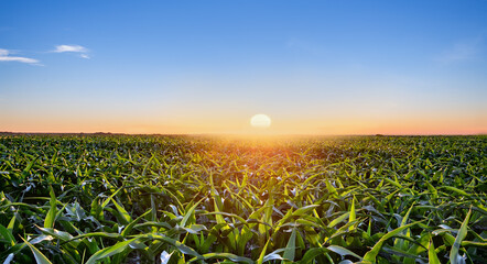 Green sprouts of corn in the rays of the rising sun. Corn field at dawn sunrise.