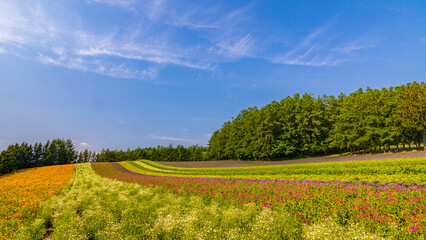 ファーム富田　初夏 © Yuuki Kobayashi
