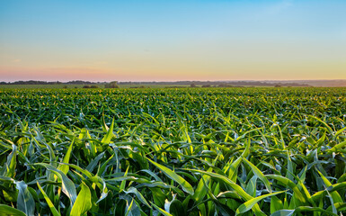 Green sprouts of corn at dawn. Corn field at dawn or sunset.