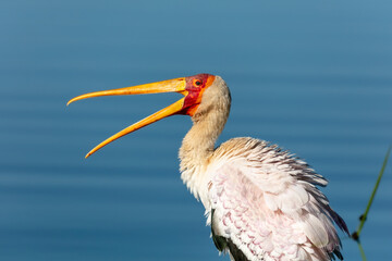 yellow billed stork in water with open beak