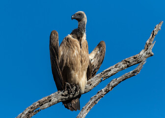 one white-backed vulture perched on a branch