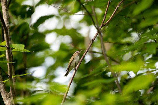 Red Eyed Vireo