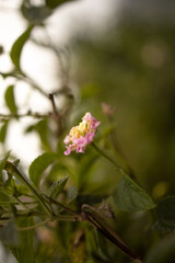Fototapeta premium flower in a garden