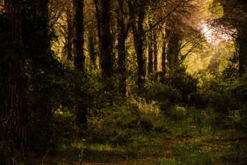 Fototapeta premium Morning sunlight penetrating into the forest.