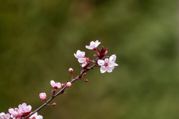 Plum tree blossoms in spring