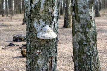 Mushroom on the trunk of a birch tree. Agarikon,fomitopsis officinalis
