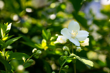 Obraz na płótnie Canvas Philadelphus They are named mock-orange in reference to their flowers, which in wild species look somewhat similar to those of oranges and lemons