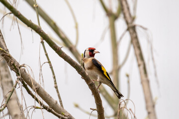 Goldfinch sitting on a tree branch