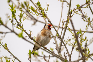 Goldfinch sitting on a tree branch
