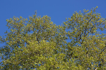 Green tree leave on white in garden clear sky.Fresh air with nature and ozone