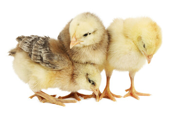 Three little chickens, poultry isolated on white background.