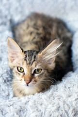 Obraz na płótnie Canvas Kitten Portrait Bright Young Cat 