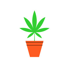 Marijuana in a pot. Bush of medical cannabis. Marijuana cultivation. Home cannabis farm.