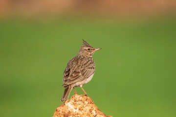 Male Crested Lark in the bush. copy space