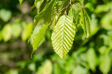 Young leaves of hornbeam, Carpinus betulus natural green background