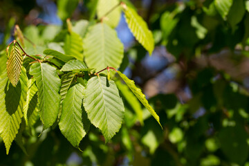 Young leaves of hornbeam, Carpinus betulus natural green background