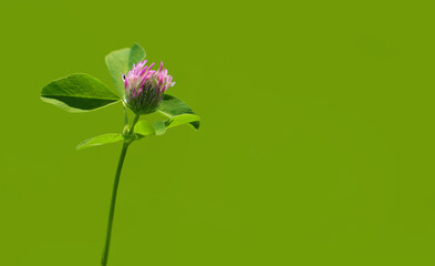 Clover flower with leaves isolated on green background.