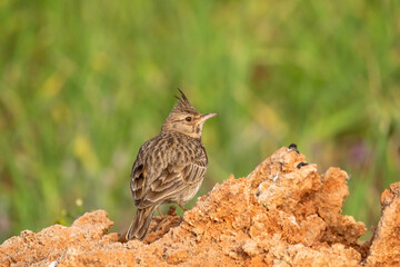 Male Crested Lark in the bush. copy space