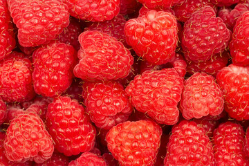 Ripe red raspberries.
