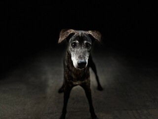 A black gray dog ​​was standing on the cement floor and staring on dark shadow background 