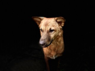 A sad dog  face ​​was setting on dark shadow background 