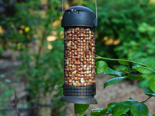 A feeder filled with nuts is an ideal way to attract birds of all kinds into a garden helping them to survive while providing interest for the householder