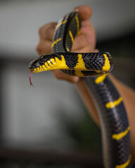 man holding a dangerous yellow and black banded krait at a snake farm in the middle of Bangkok