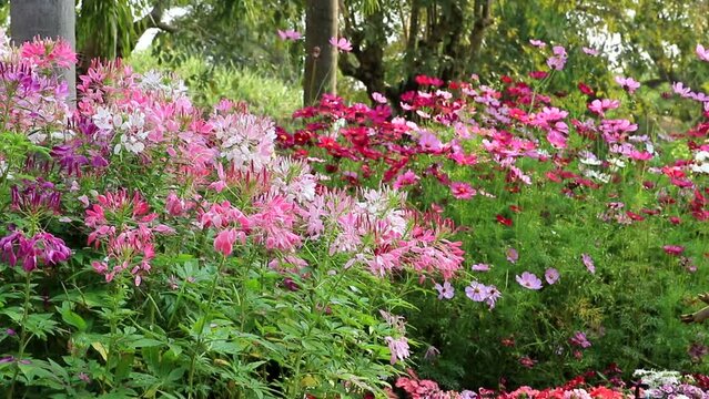 Cleome spinosa or Spider flower