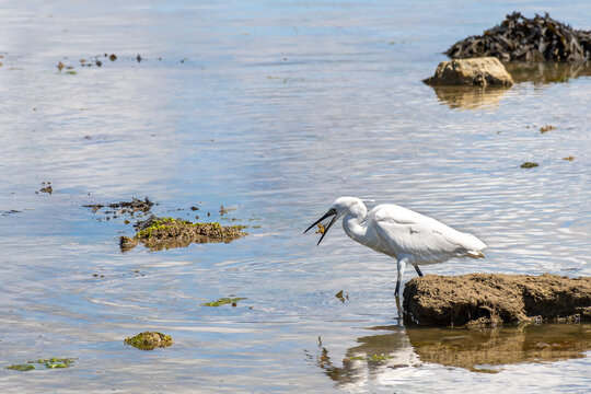 egreta eating crab