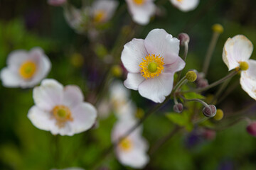 Close-up of a white Japanese anemone (anemone hupehensis) blossom in full bloom