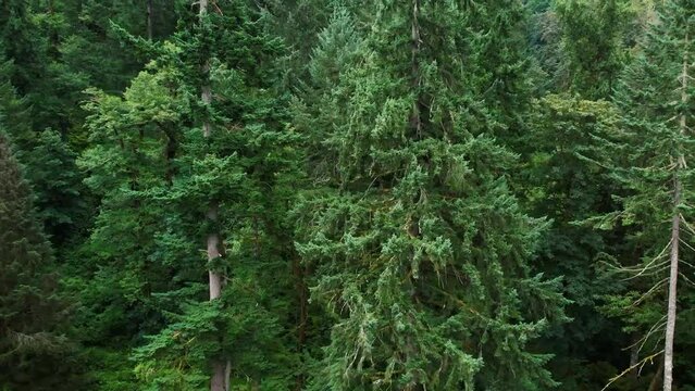 Aerial drone footage rising above Oregon evergreen forest treetops