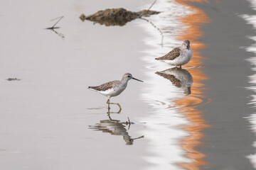 The black-bellied sandpiper (Calidris alpina) is a small, rather round-shouldered shorebird of the sandpiper family (Scolopacidae).