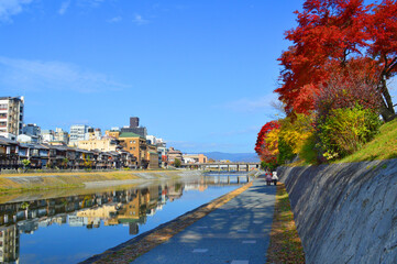 秋晴れの京都市鴨川遊歩道の紅葉が美しい