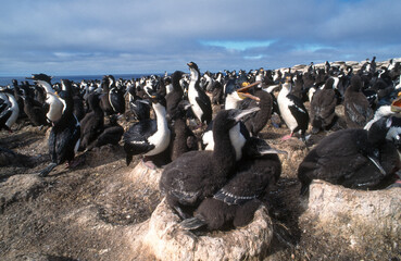 Cormoran impérial,.Leucocarbo atriceps, Imperial Shag Iles Falkland, Iles Malouines