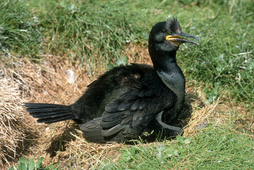 Cormoran huppé, nid, .Phalacrocorax aristotelis, European Shag,