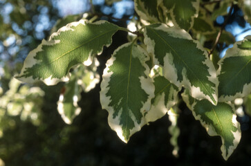 Cornouiller discuté, Cornus controversa