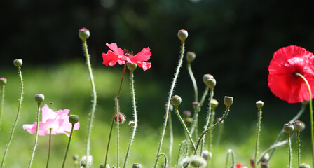 Red and pink poppy flowers with seeds on natural background of green lawn. Floral background for summer concept.